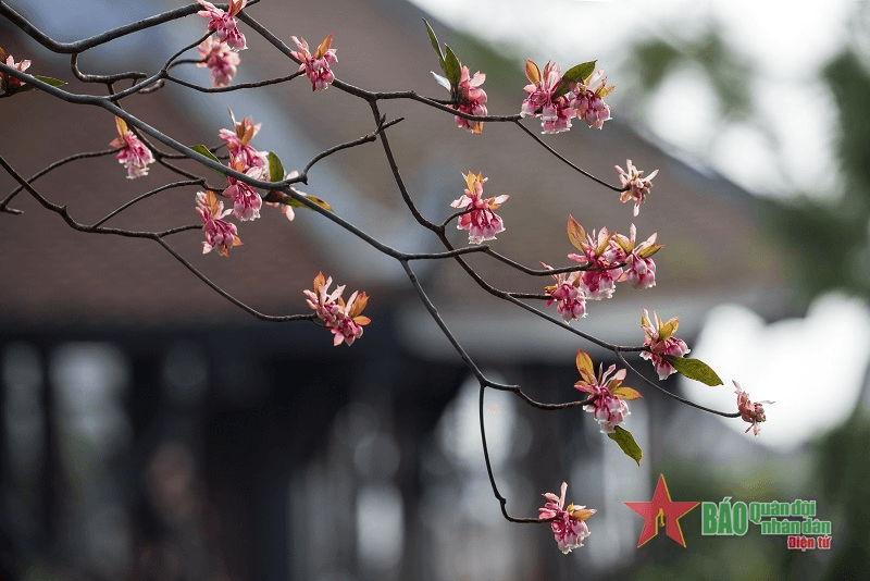 Thời tiết ngày 28-1: Miền Bắc nắng ấm trước khi rét đậm, rét hại, có nơi có mưa tuyết