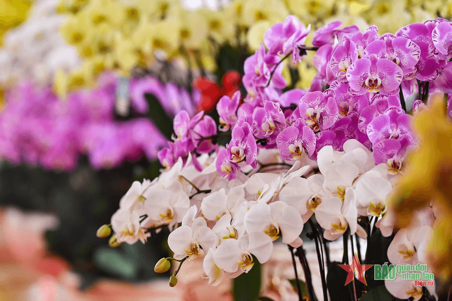 ​Ngắm lan hồ điệp giá hàng trăm triệu đón Tết Nhâm Dần