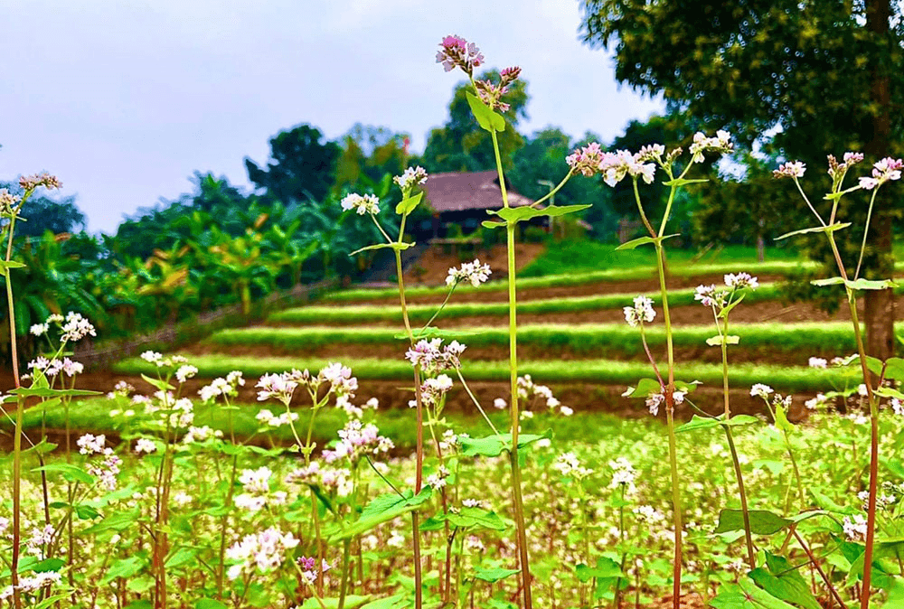 Du xuân tại Làng Văn hóa