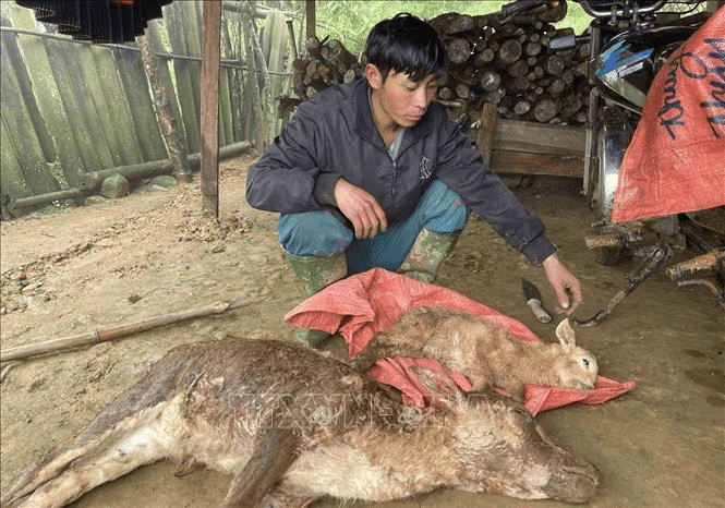Rét đậm, rét hại gây thiệt hại cho đàn gia súc tại Sơn La