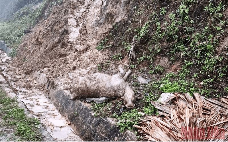 Lào Cai: Hàng trăm gia súc bị chết rét, thiệt hại hàng tỷ đồng