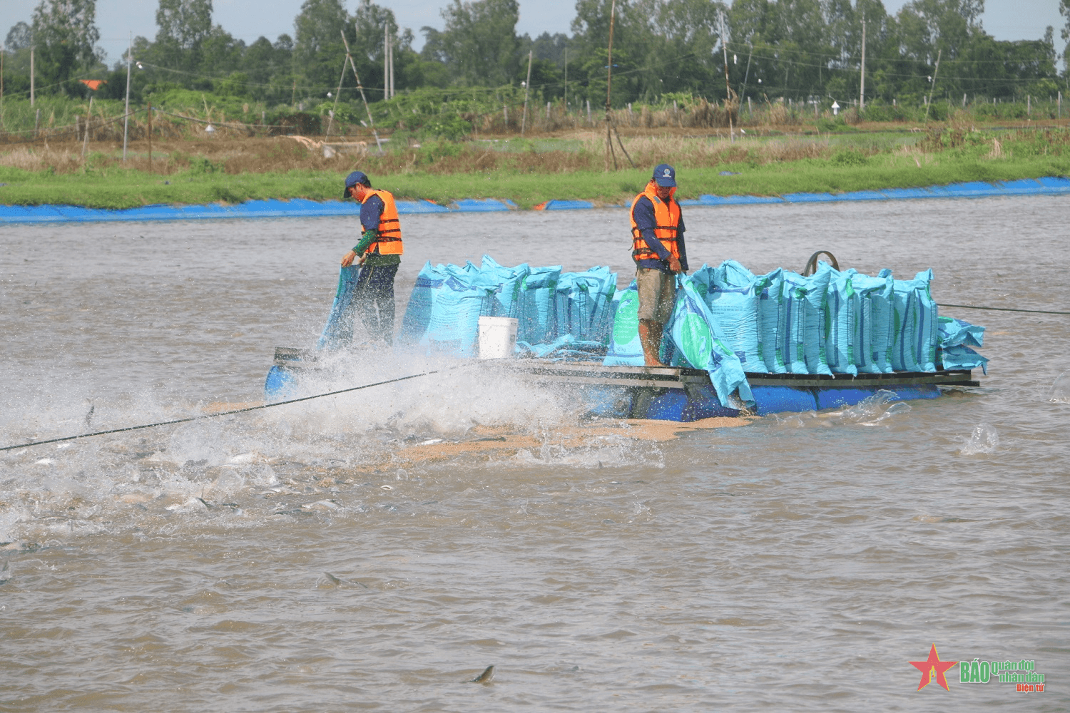 Cẩn trọng khi cá tra sốt giá