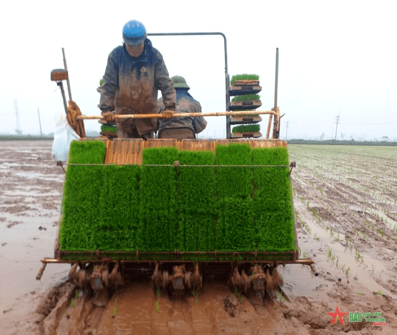 Hiệu quả từ sử dụng máy cấy