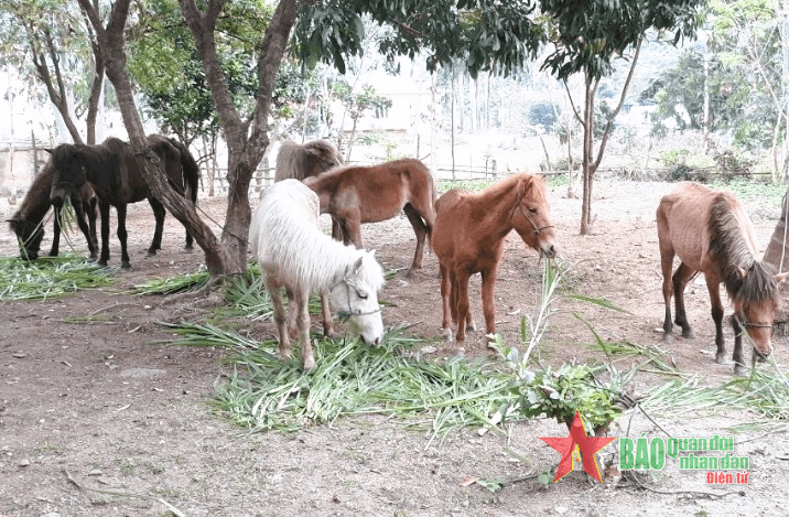 Ngăn chặn vận chuyển gia súc trái phép qua biên giới