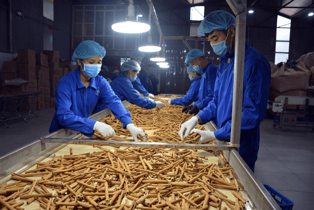 Phát triển kinh tế dưới những tán rừng phía Bắc
