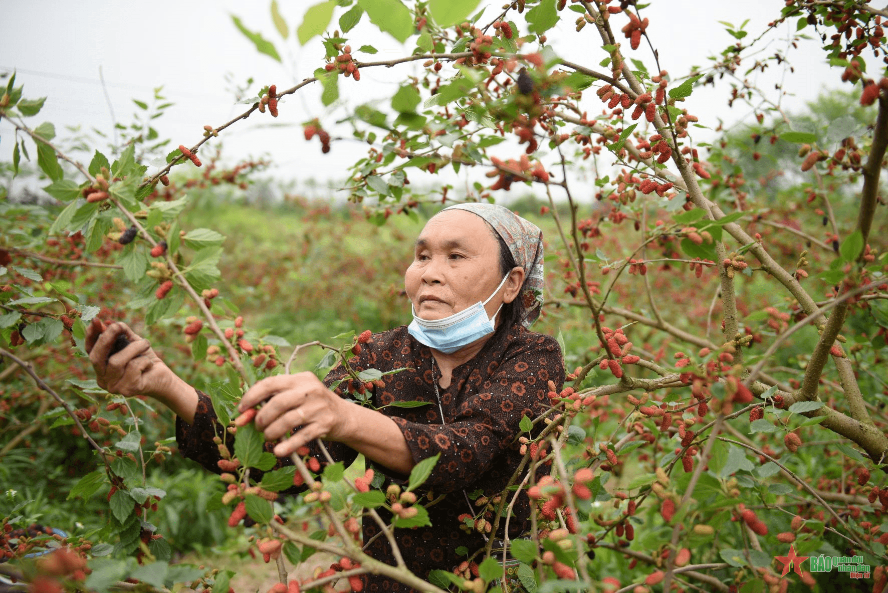 Dâu tằm chín đỏ vùng ven ngoại thành Hà Nội