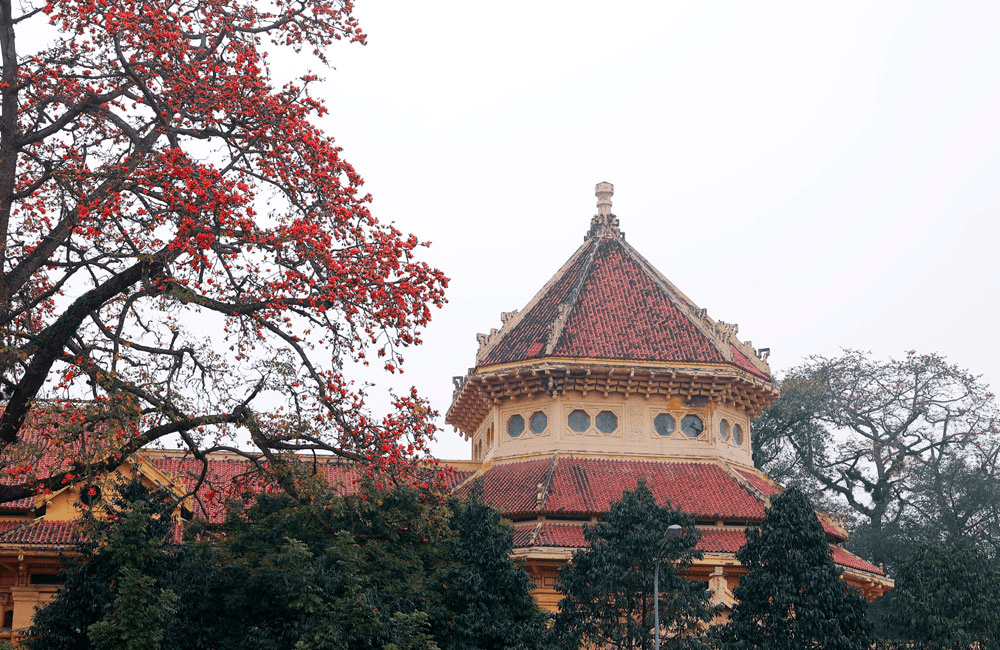 Hà Nội đỏ rực trời hoa gạo