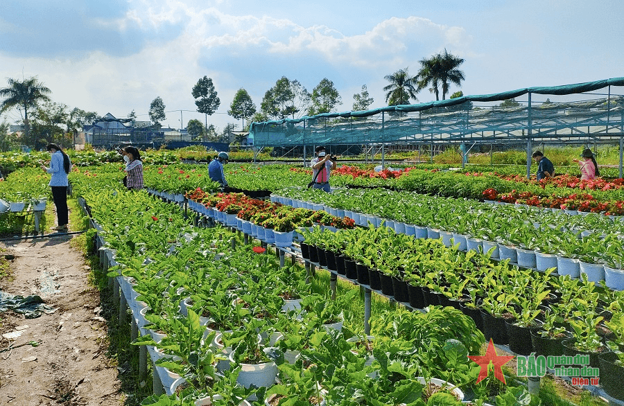 Tăng giá trị nông sản từ thực hiện tái cơ cấu nông nghiệp ở Đồng Tháp