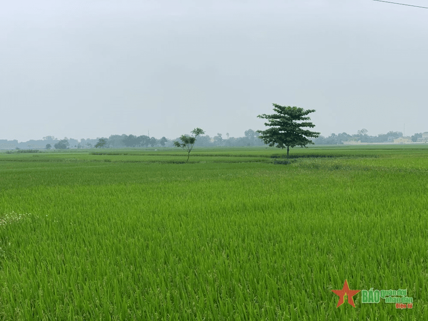 Bài học của bố