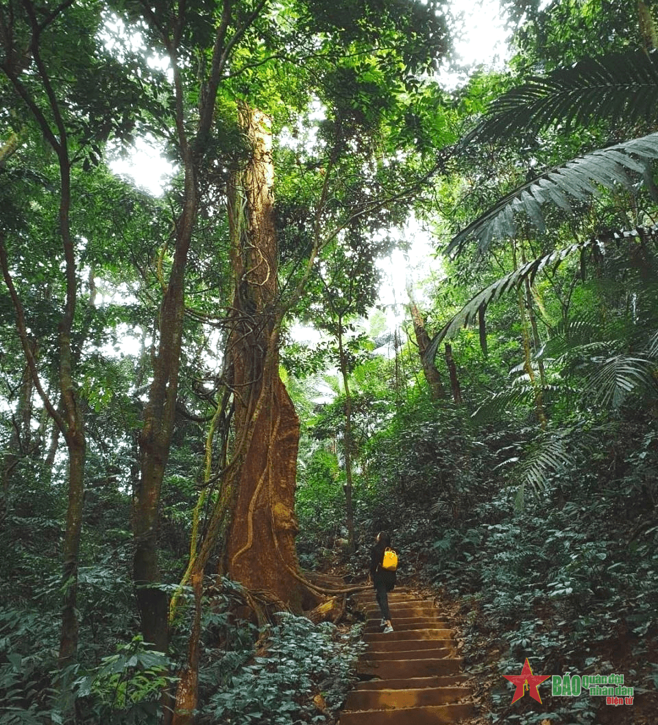Quyến rũ Cúc Phương