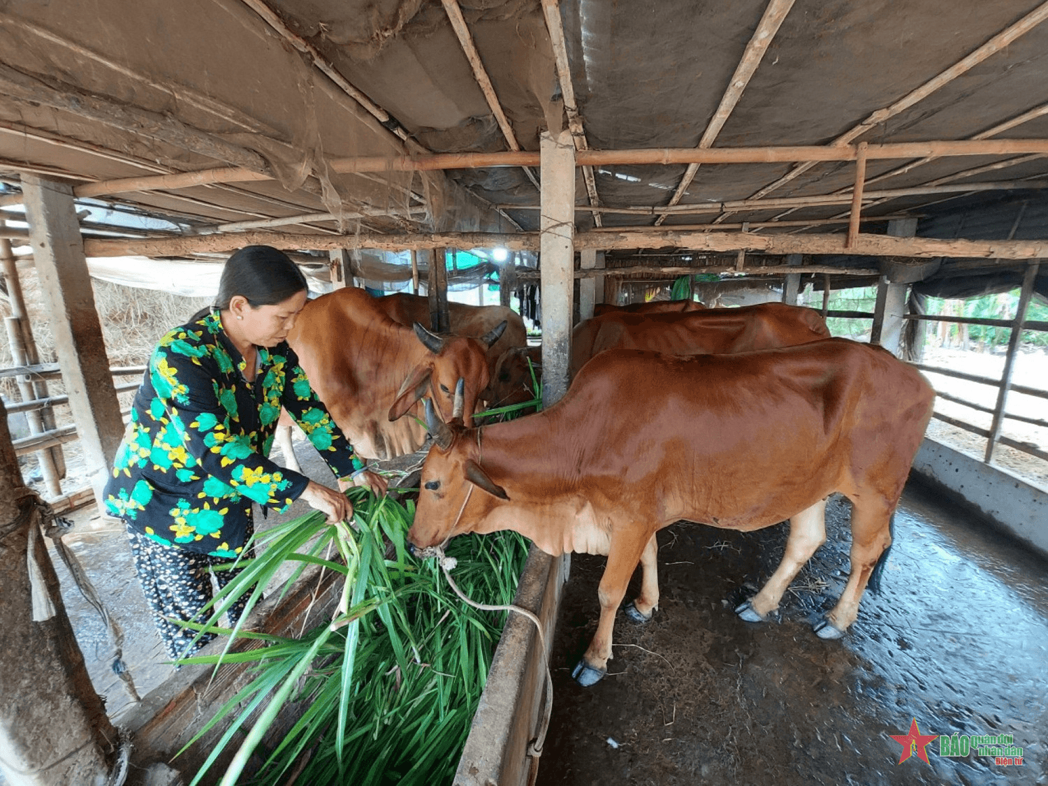 Thoát nghèo từ nguồn vốn vay ưu đãi
