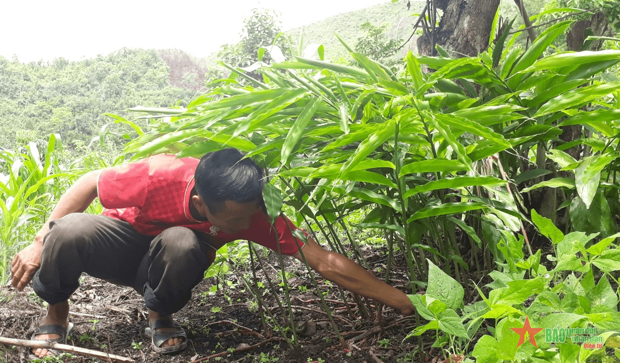 Trồng cây sa nhân dưới tán rừng cho hiệu quả cao