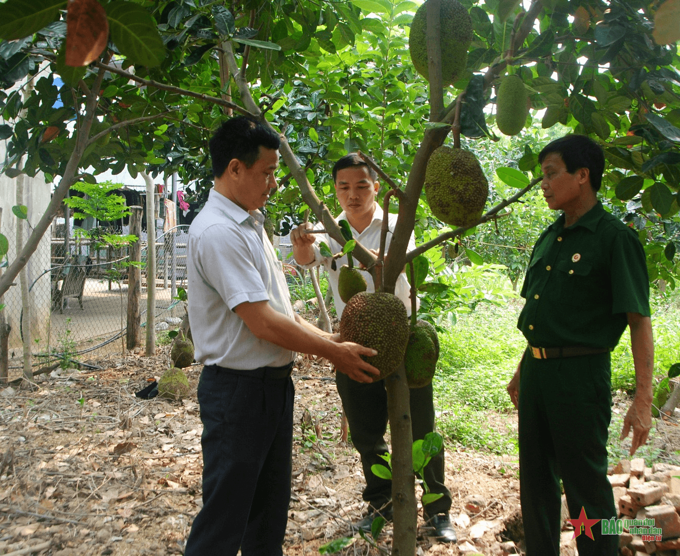 Cựu chiến binh tích cực phát triển kinh tế gia đình