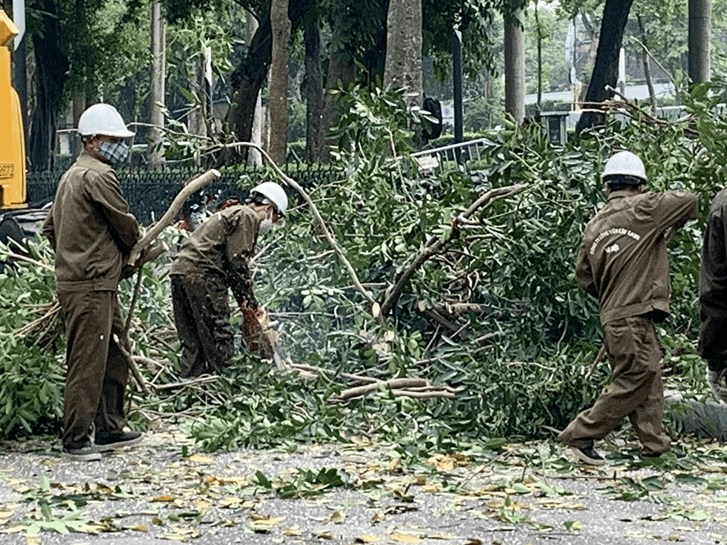 Cắt tỉa cây xanh trước mùa mưa bão