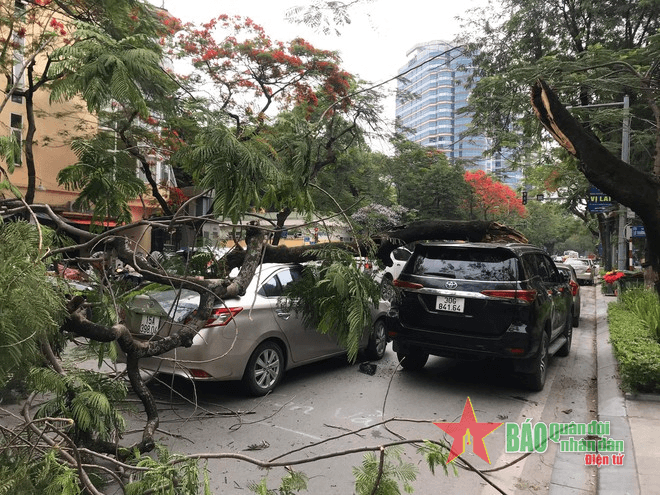 Xe ô tô bị cây phượng gãy đè bẹp