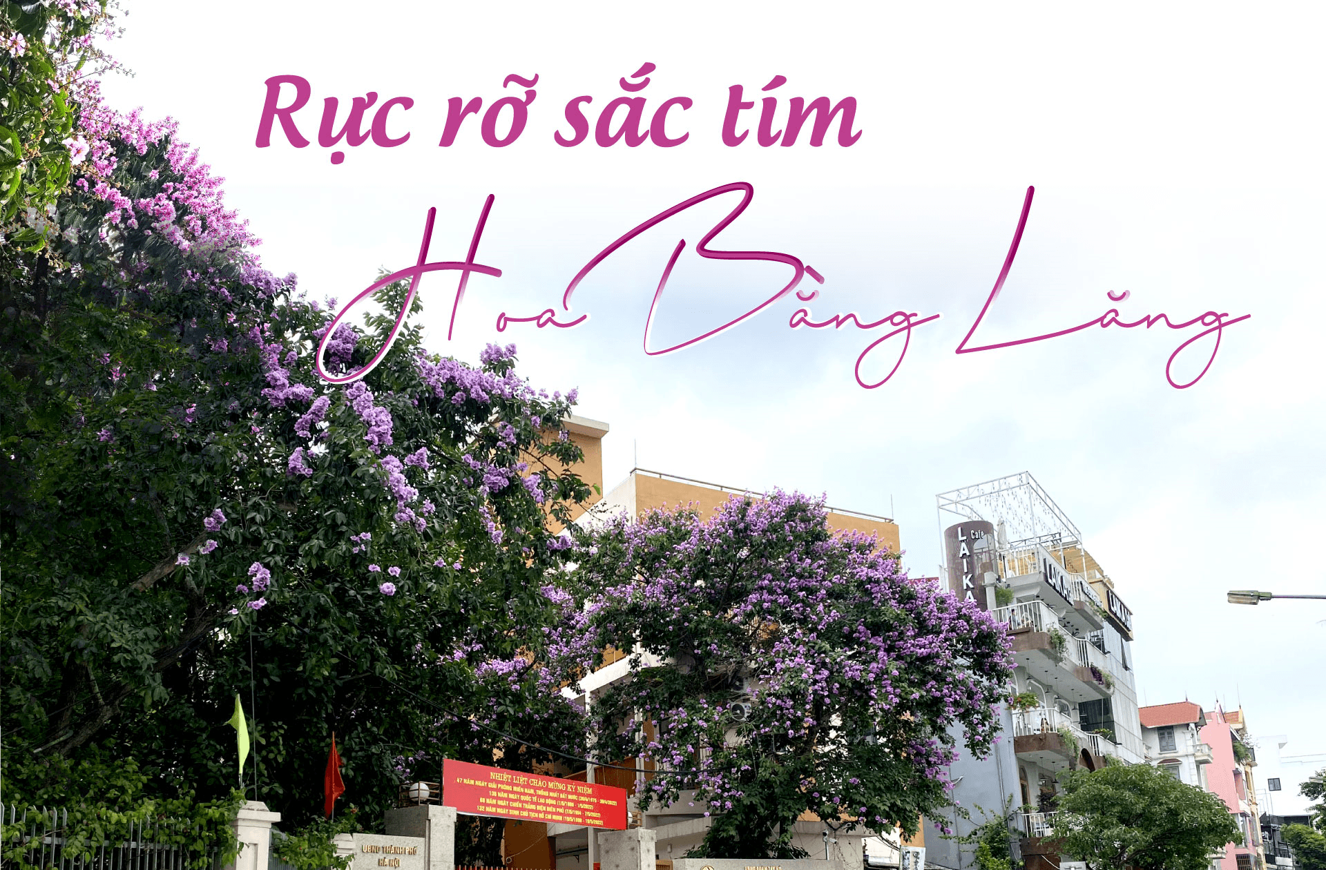 Rực rỡ sắc tím hoa bằng lăng