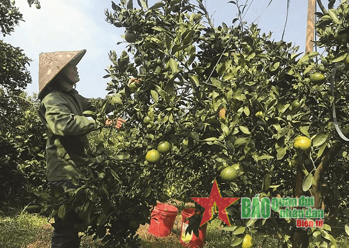 Phát triển bền vững cây ăn quả có múi ở Cao Phong