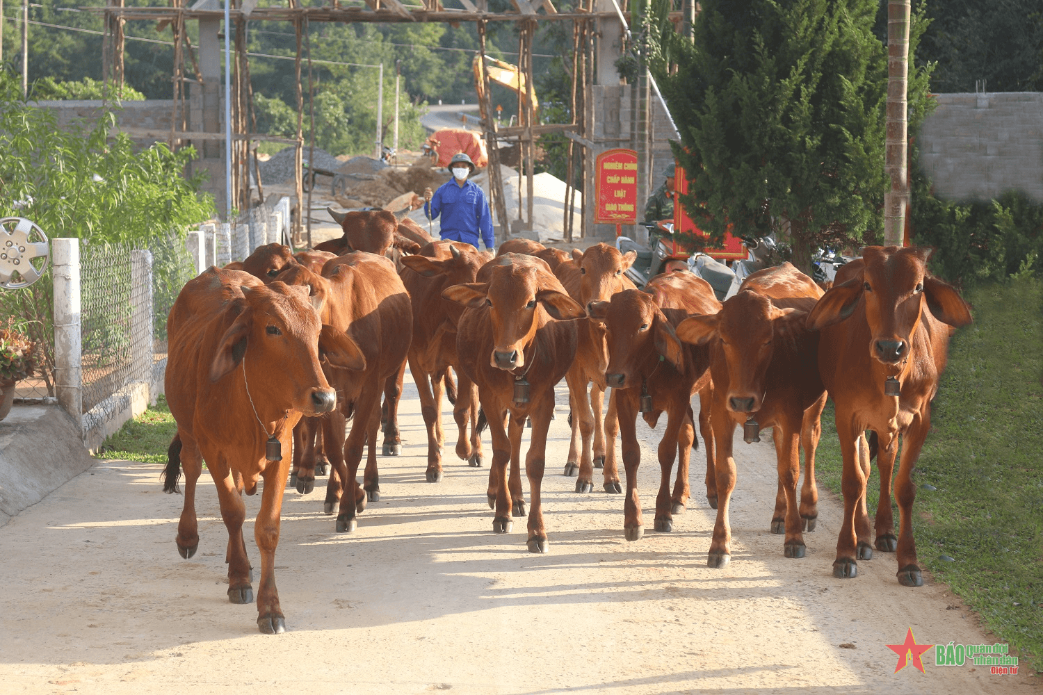 Tiếng lục lạc trên miền sơn cước