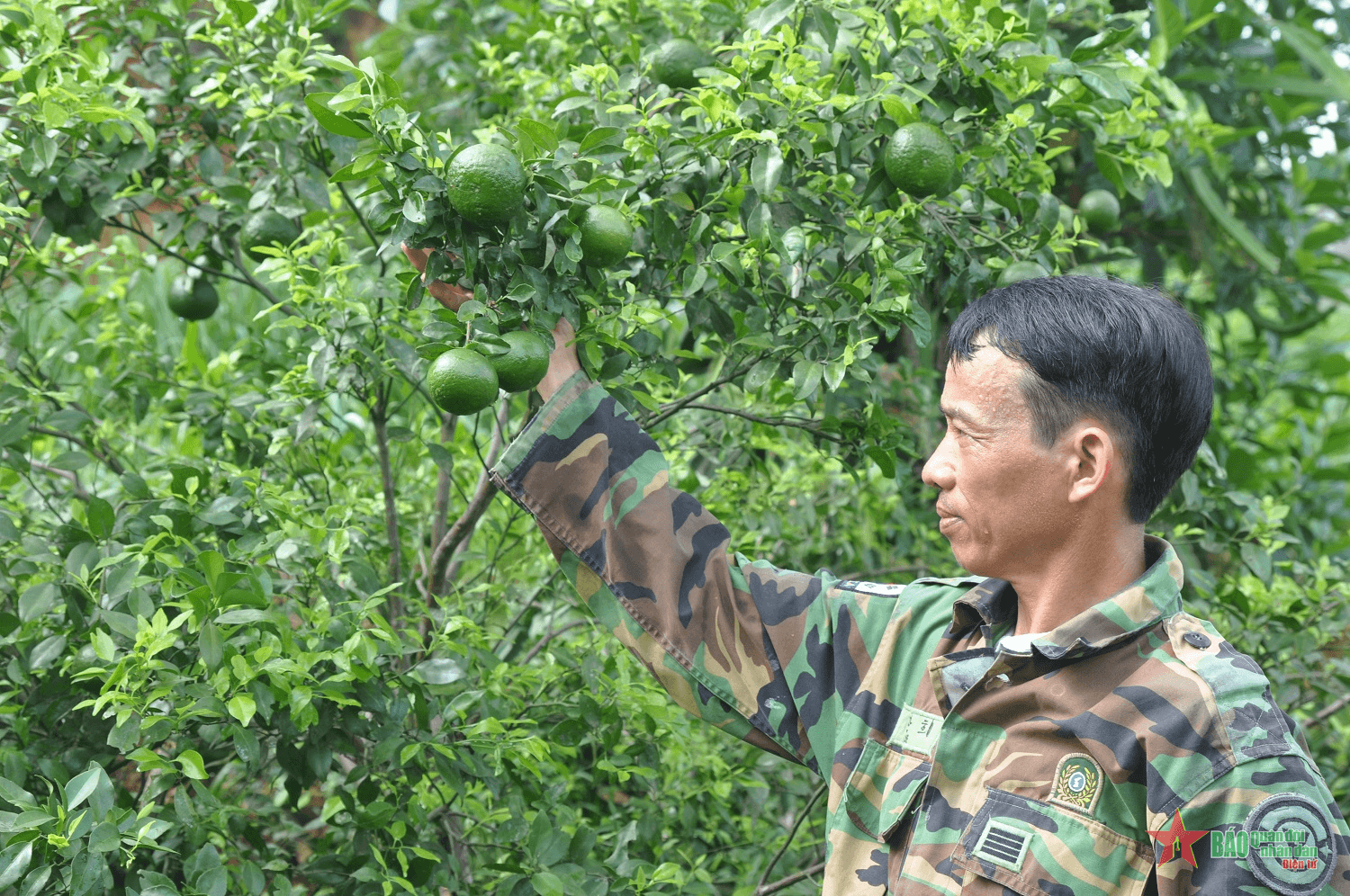Chăn nuôi, trồng trọt mang lại thu nhập khá