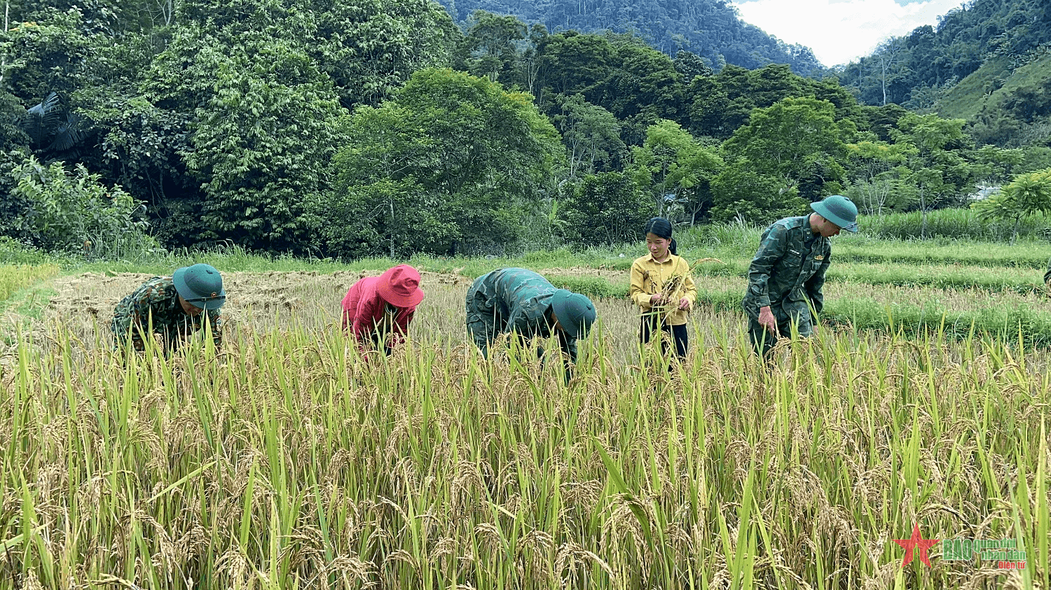 Sắc xanh giữa mùa vàng