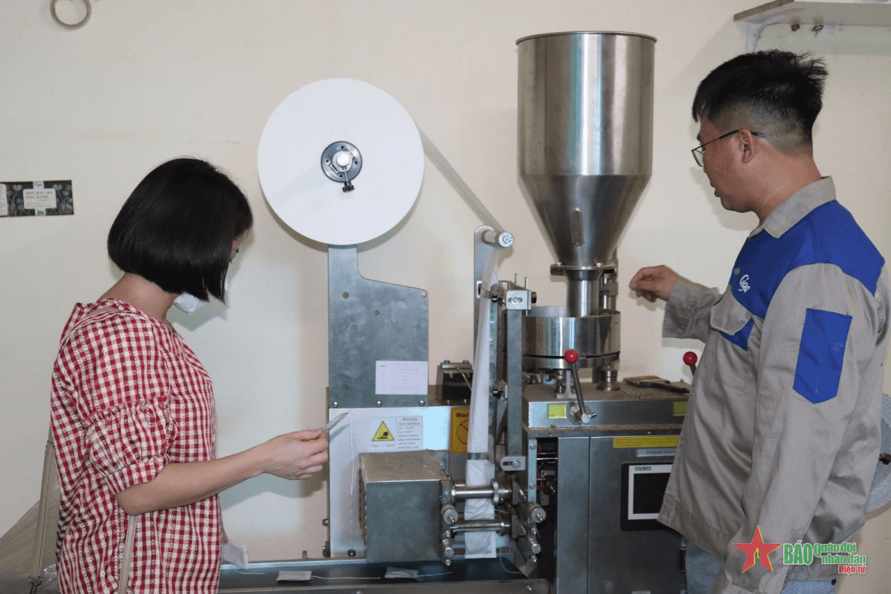 Liên kết trồng tía tô, rau má cho thu nhập khá