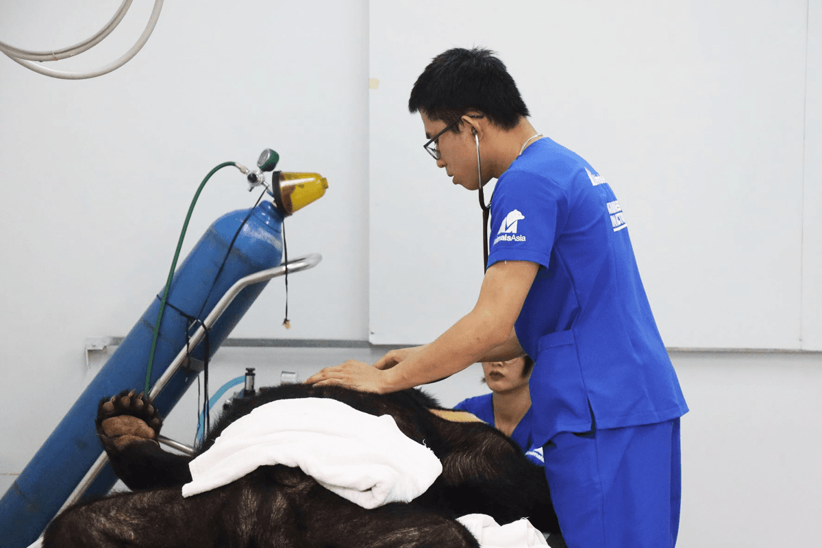 Tổ chức động vật châu Á cứu hộ một cá thể gấu ngựa từ xã Phụng Thượng, Hà Nội