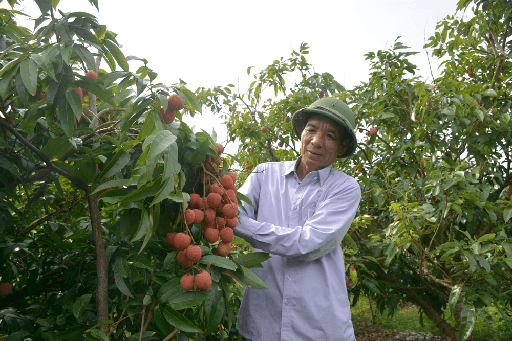 Lục Ngạn - mùa vải chín