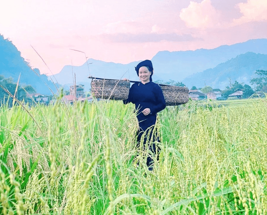 Mùa vàng trên bản Đuông Nưa