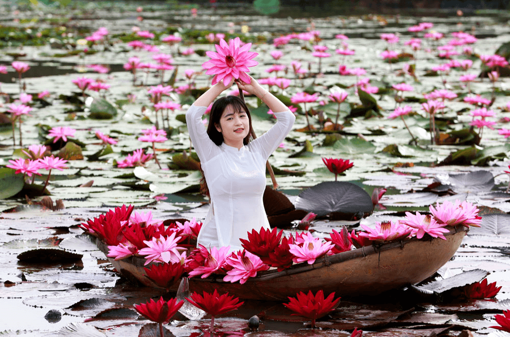Sắc màu hoa súng ở ngoại thành Hà Nội