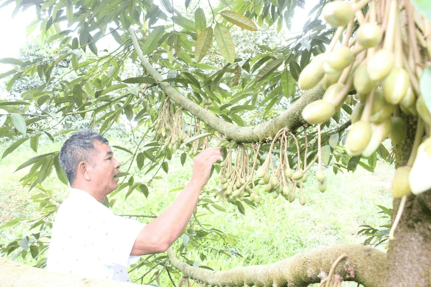 Khánh Sơn: Tỷ phú sầu riêng đi lên từ dòng vốn Agribank