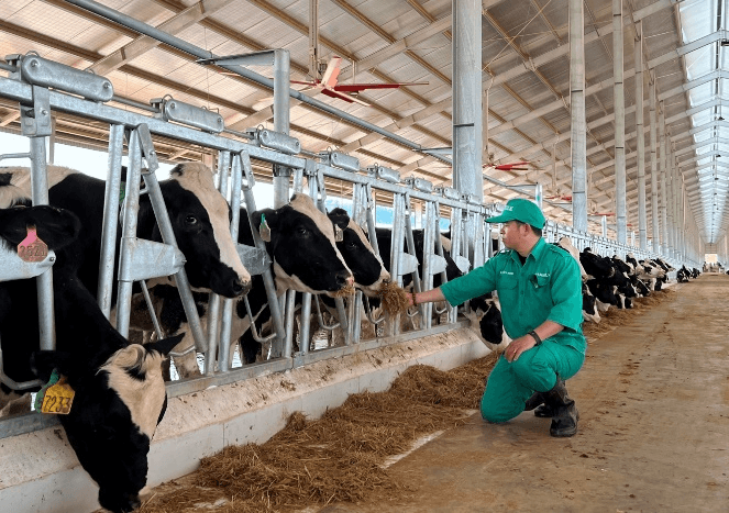 Vinamilk nhập đàn bò sữa 1.000 con từ Mỹ về trang trại bò sữa tại Lào