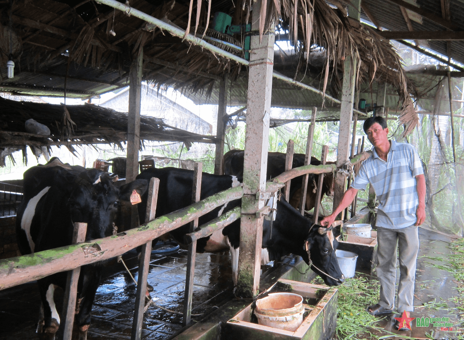 Kinh tế khá giả nhờ nuôi bò sữa