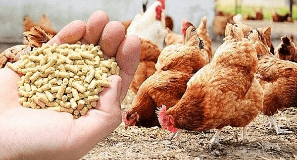 Quy định mới về xuất nhập khẩu liên quan đến chăn nuôi