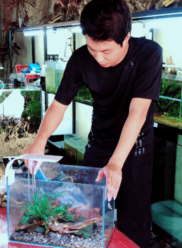 Độc đáo nghề làm bể thủy sinh