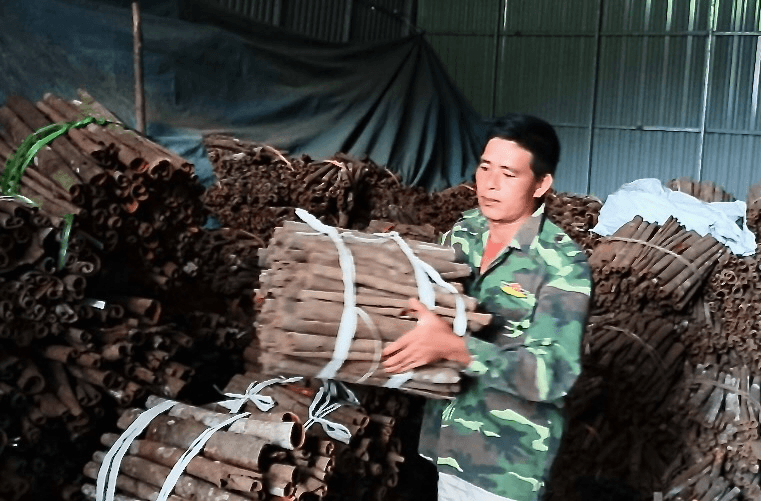 “Vua” quế ở thôn vùng cao Khe Lặc