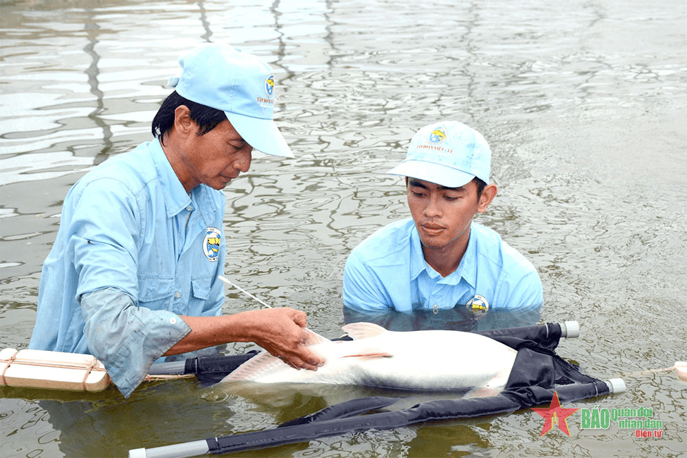 Đồng bằng sông Cửu Long: Vì sao chất lượng cá tra giống chưa cao?