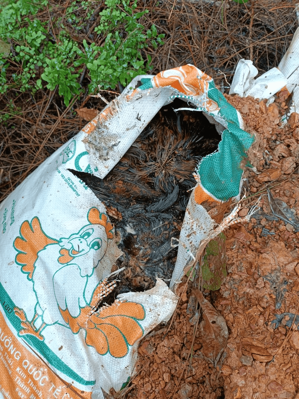 Chăn nuôi gia súc, gia cầm gây ô nhiễm môi trường