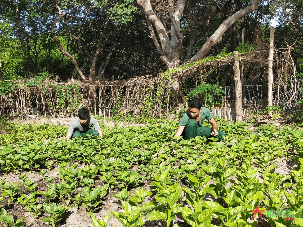 Rau xanh trên đảo