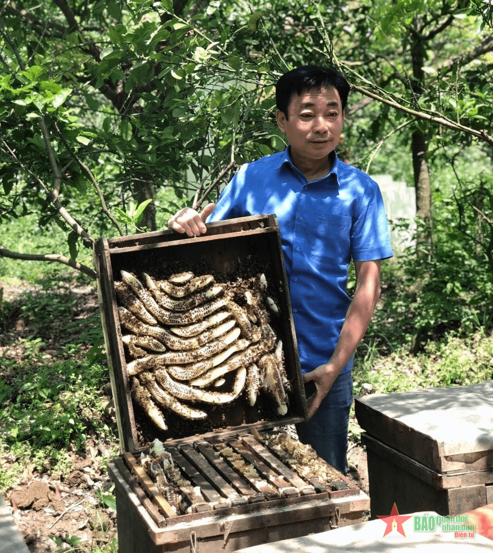 Mô hình nuôi ong hiệu quả nhờ liên kết sản xuất