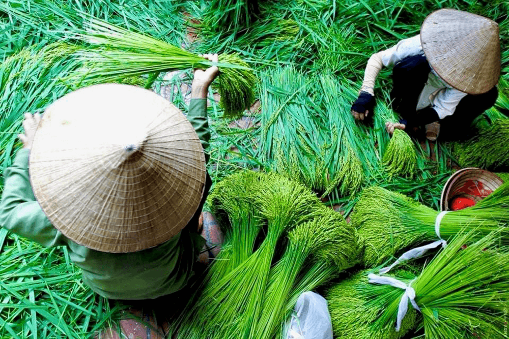 Lò cốm làng Vòng đỏ lửa giữ nghề