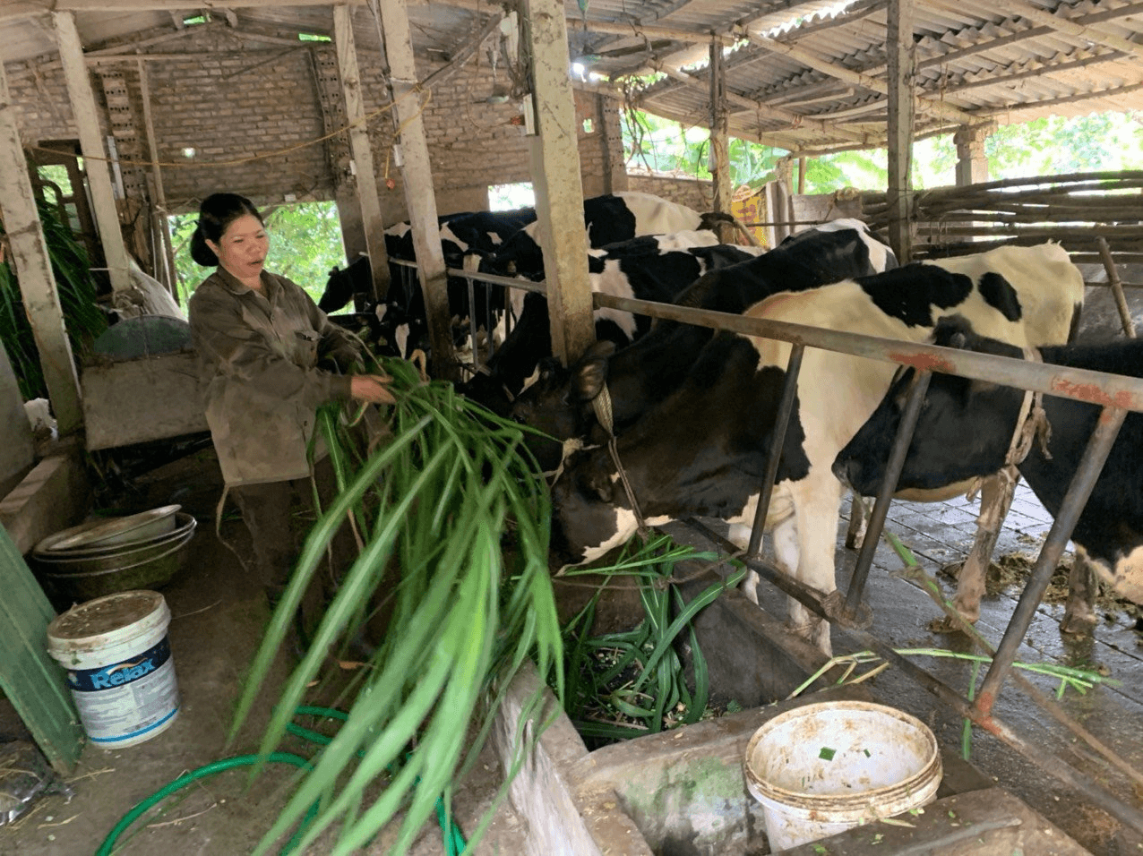 Hiệu quả từ mô hình phụ nữ vay vốn nuôi bò sữa tại Ba Vì