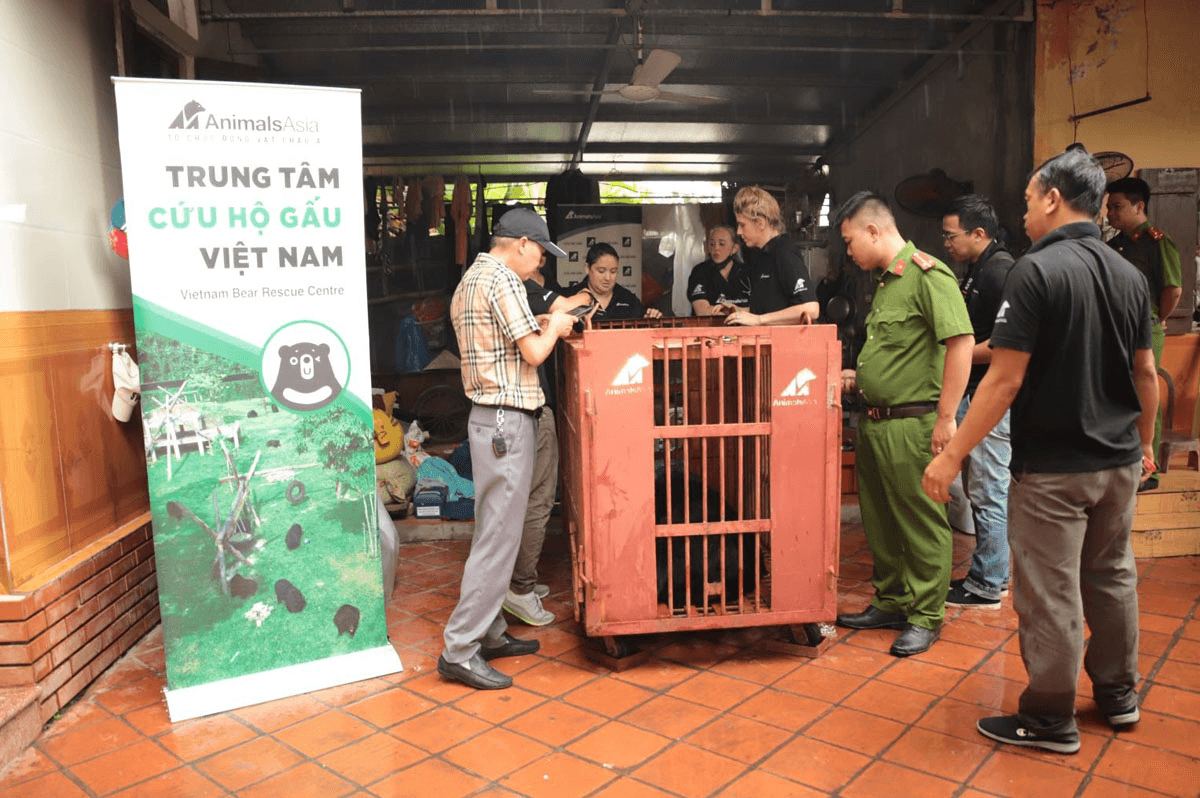 Tổ chức Động vật châu Á cứu hộ gấu nuôi nhốt 17 năm tại Nam Định