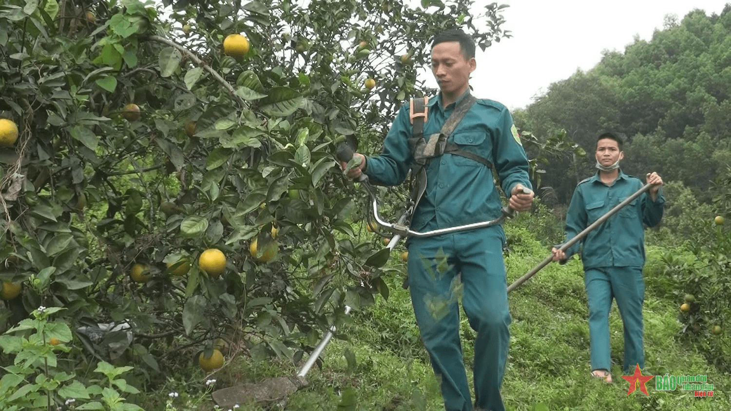 Thôn đội trưởng giỏi làm kinh tế