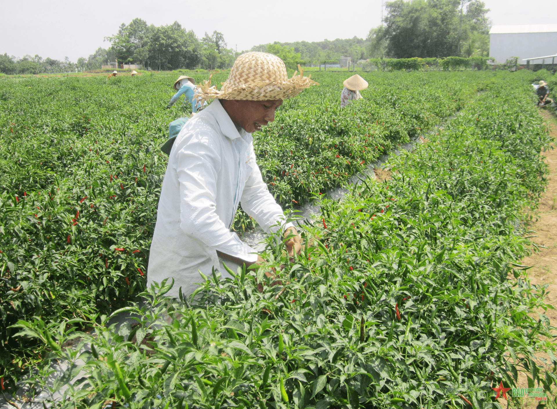 Đổi thay ở vùng đồng bào Khmer Trà Vinh