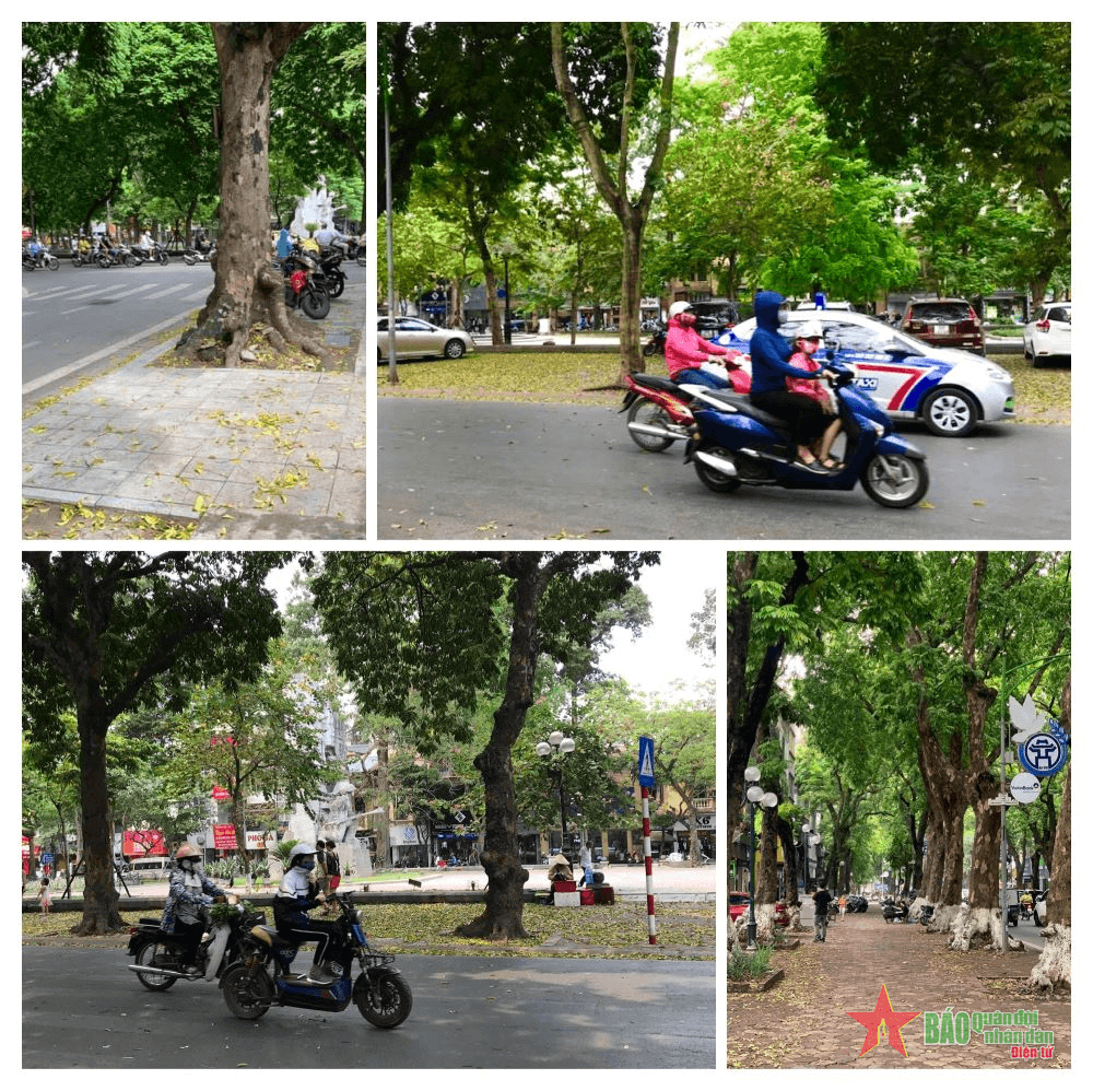 Những cơn gió heo may gọi thu về náo nức
