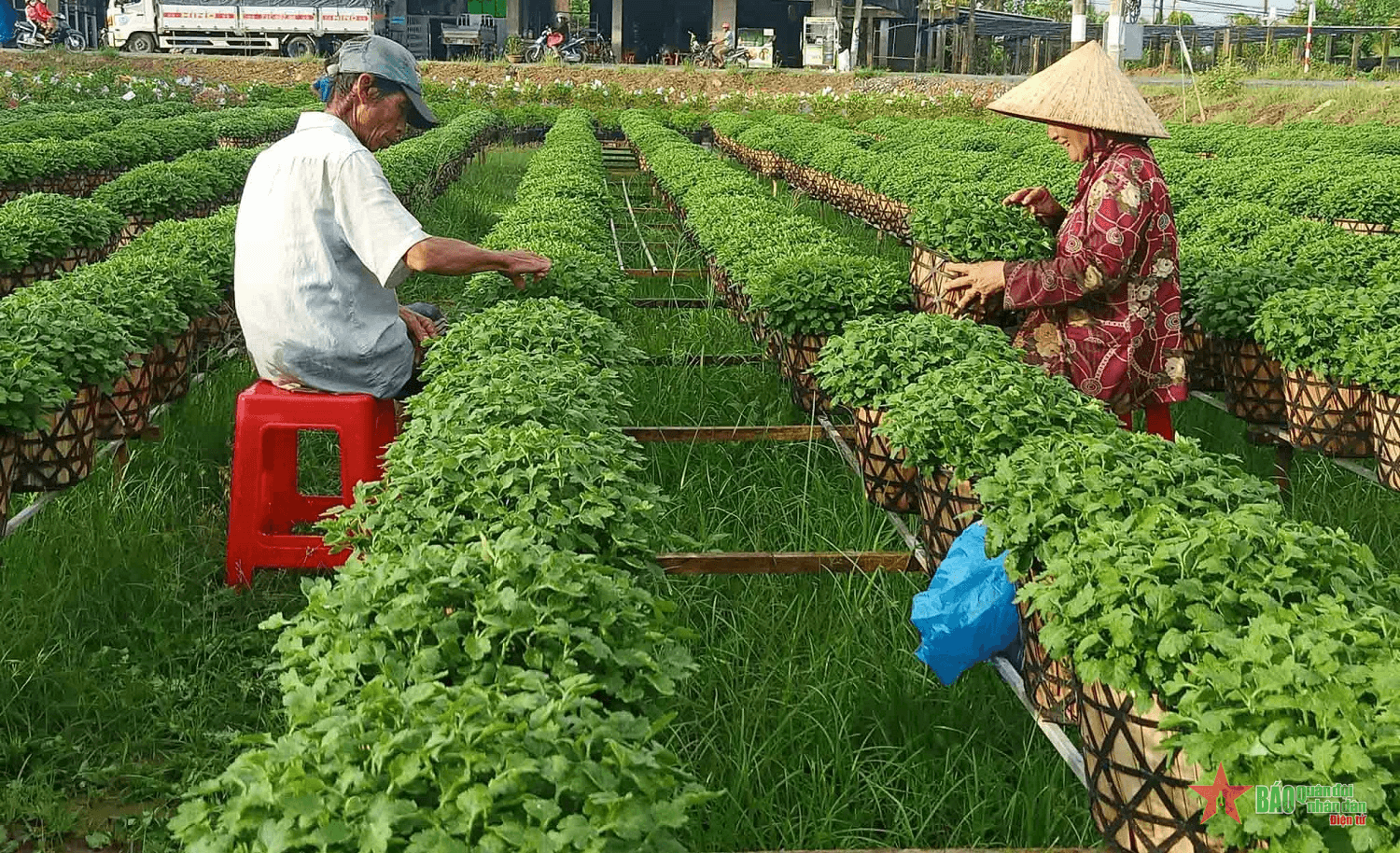Làng nghề trồng hoa kiểng ở Bến Tre