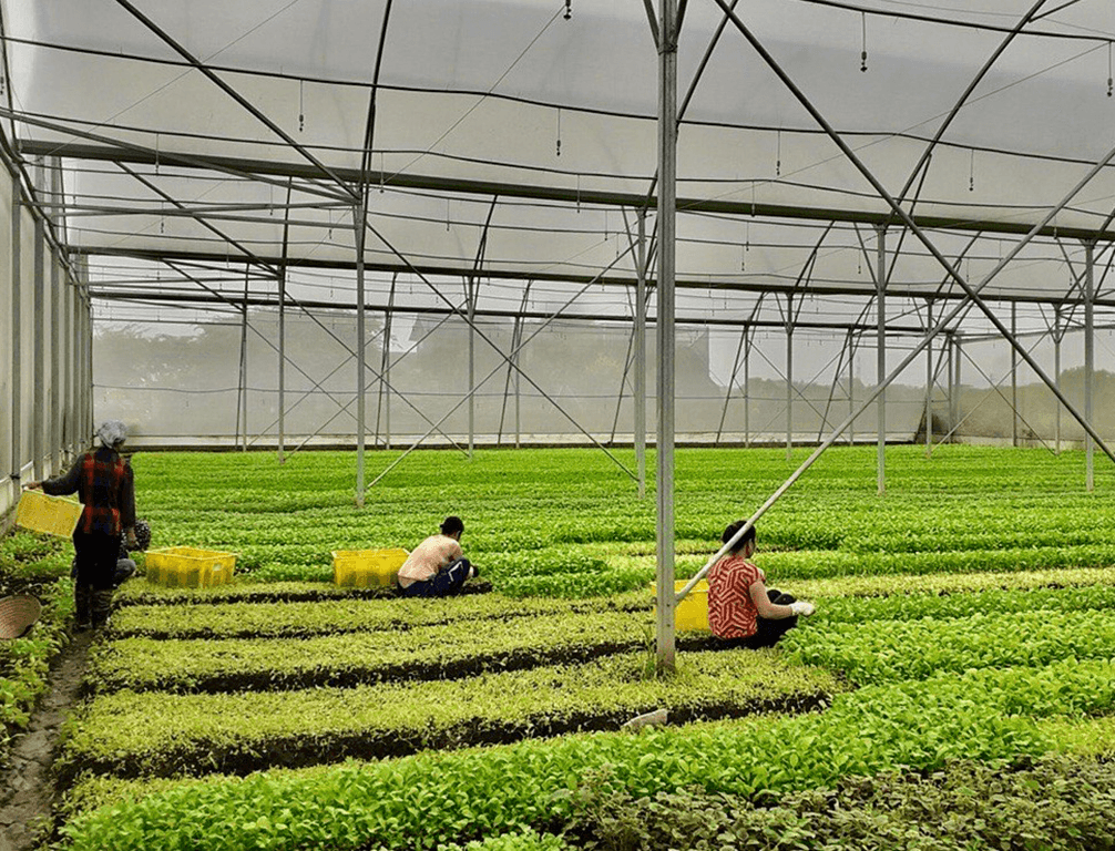 Nông nghiệp công nghệ cao là hướng đi tất yếu