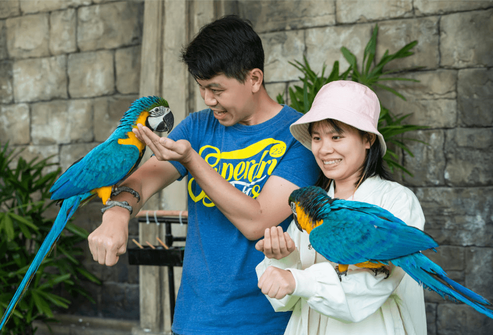 "Vũ điệu chim trời" ở Quảng Ninh