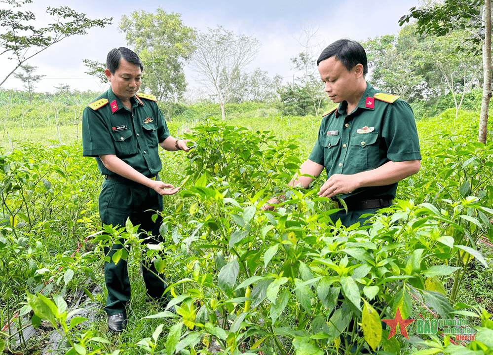 Hiệu quả mô hình trồng ớt sừng vàng châu Phi