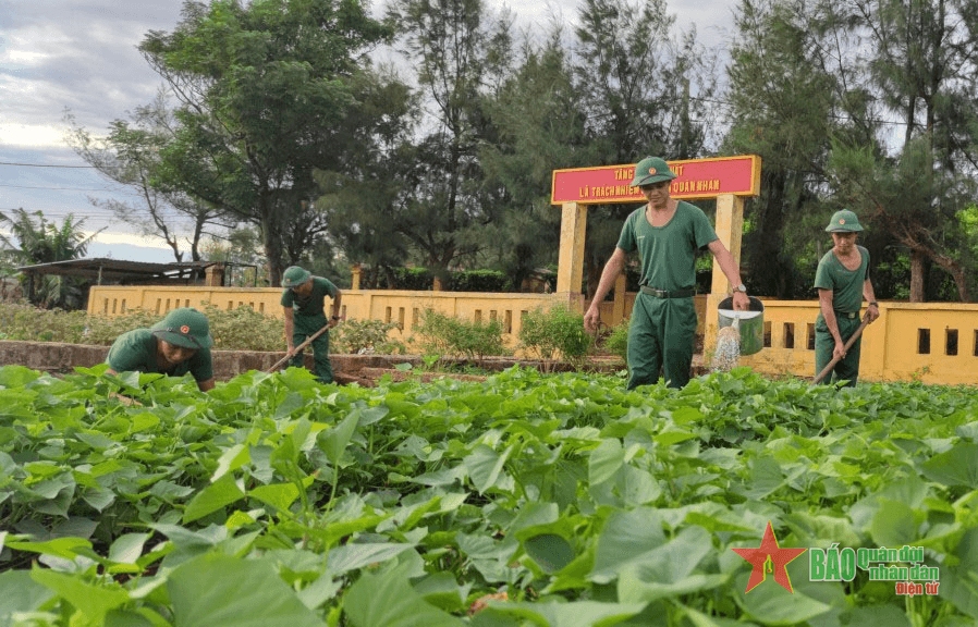 Rau xanh trên đảo anh hùng